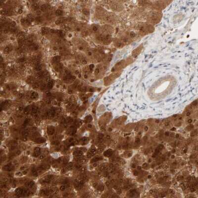 Immunohistochemistry-Paraffin: HRSP12 Antibody [NBP1-82453]