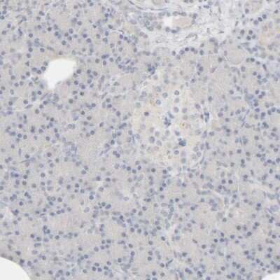 Immunohistochemistry-Paraffin: HRSP12 Antibody [NBP1-82453]