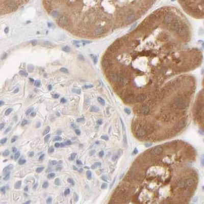 Immunohistochemistry-Paraffin: HRSP12 Antibody [NBP1-82453]