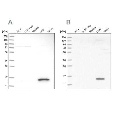 Western Blot: HRSP12 Antibody [NBP1-82452]