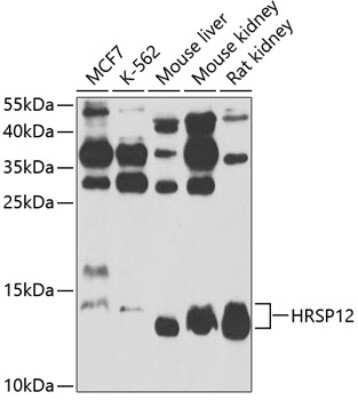 Western Blot: HRSP12 AntibodyBSA Free [NBP3-04441]