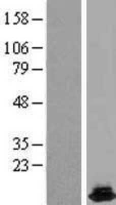 Western Blot: HRSP12 Overexpression Lysate [NBL1-11710]