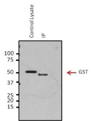 Western Blot: HRV3c Recognition Site Antibody [NBP2-29904]