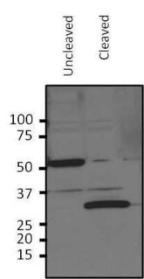 Western Blot: HRV3c Recognition Site Antibody [NBP2-29904]