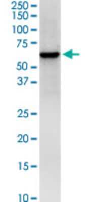 Western Blot: HS1BP3 Antibody (1E2) [H00064342-M01]