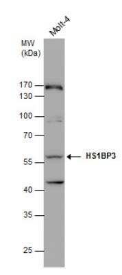 Western Blot: HS1BP3 Antibody [NBP1-31055]