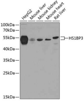 Western Blot: HS1BP3 AntibodyBSA Free [NBP3-04506]