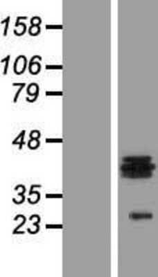 Western Blot: Heparan Sulfate 3-O-Sulfotransferase 1/HS3ST1 Overexpression Lysate [NBL1-11713]