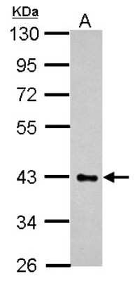 Western Blot: HS3ST2 Antibody [NBP2-16880]