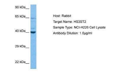 Western Blot: HS3ST2 Antibody [NBP2-87601]