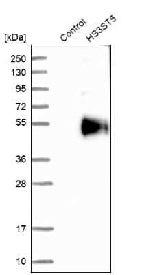 Western Blot: HS3ST5 Antibody [NBP1-89373]