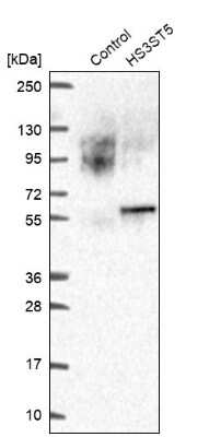 Western Blot: HS3ST5 Antibody [NBP2-55930]