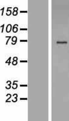 Western Blot: Heparan Sulfate 6-O-Sulfotransferase 2/HS6ST2 Overexpression Lysate [NBP2-05434]