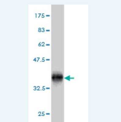 Western Blot: HSBP1 Antibody (2C3) [H00003281-M02]