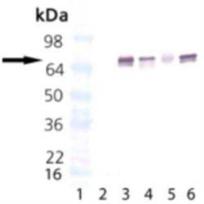 Western Blot: HSPA8/HSC71/Hsc70 Antibody (5B7) [NBP1-97454]