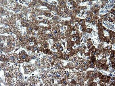 Immunohistochemistry-Paraffin: HSCB Antibody (OTI3E1) [NBP2-46506]