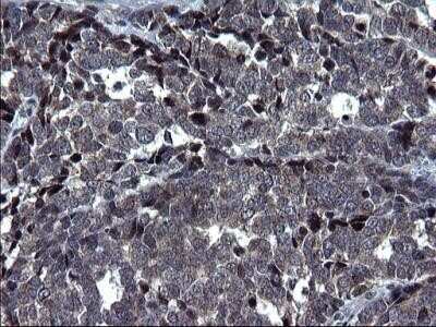 Immunohistochemistry: HSCB Antibody (OTI3E1) - Azide and BSA Free [NBP2-72415]