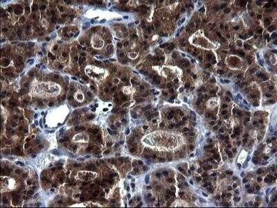 Immunohistochemistry: HSCB Antibody (OTI3E1) - Azide and BSA Free [NBP2-72415]