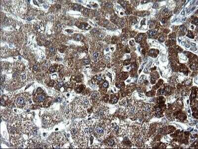 Immunohistochemistry: HSCB Antibody (OTI3E1) - Azide and BSA Free [NBP2-72415]
