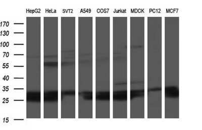 Western Blot: HSCB Antibody (OTI3E1)Azide and BSA Free [NBP2-72415]