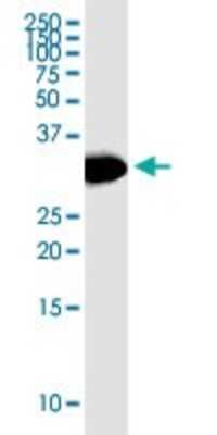 Western Blot: HSD17B12 Antibody (4G11) [H00051144-M08]