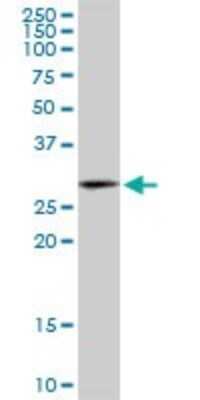 Western Blot: HSD17B12 Antibody (4G11) [H00051144-M08]