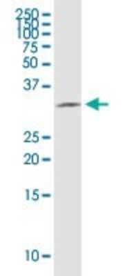 Western Blot: HSD17B12 Antibody (4G11) [H00051144-M08]