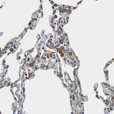 Immunohistochemistry-Paraffin: HSD17B12 Antibody [NBP1-81567]