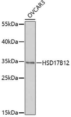 Western Blot: HSD17B12 AntibodyAzide and BSA Free [NBP3-05033]