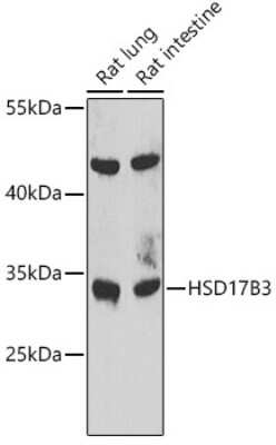 Western Blot: HSD17B3 AntibodyBSA Free [NBP3-04666]