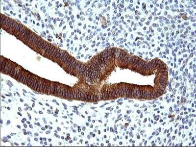 Immunohistochemistry: HSD17B4 Antibody (OTI4C4) [NBP2-46005]