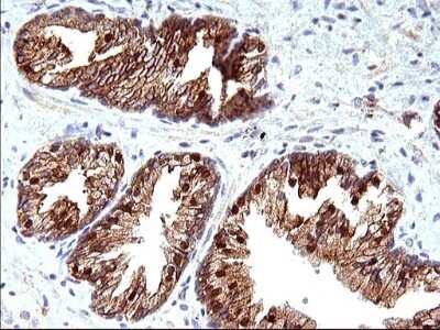 Immunohistochemistry: HSD17B4 Antibody (OTI4C4) [NBP2-46005]