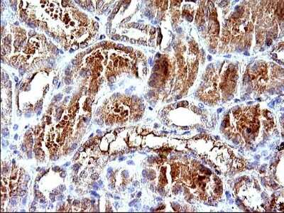 Immunohistochemistry: HSD17B4 Antibody (OTI4C4) [NBP2-46005]
