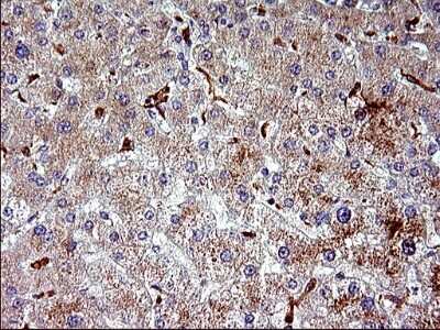 Immunohistochemistry: HSD17B4 Antibody (OTI4C4) [NBP2-46005]