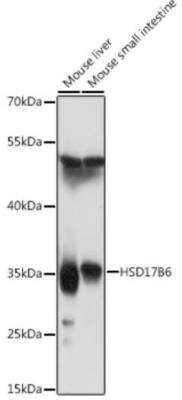 Western Blot: HSD17B6 AntibodyAzide and BSA Free [NBP3-04790]