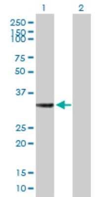 Western Blot: HSD17B7 Antibody [H00051478-B01P]