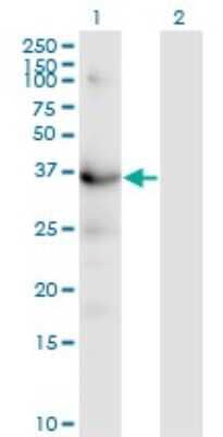 Western Blot: HSD3B1 Antibody (3C11-D4) [H00003283-M01]