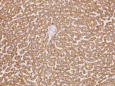 Immunohistochemistry-Paraffin: HSDL2 Antibody [NBP2-97749]