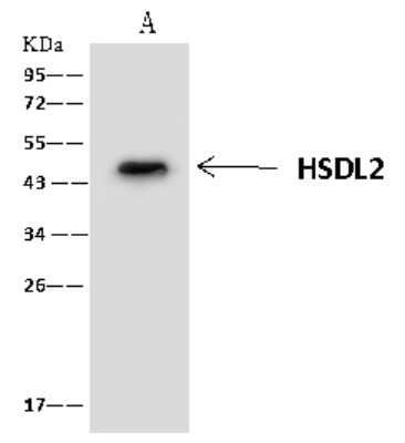 Immunoprecipitation: HSDL2 Antibody [NBP2-97749]