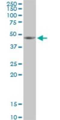 Western Blot: HSDL2 Antibody [H00084263-B01P]