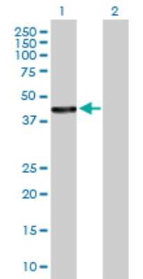Western Blot: HSDL2 Antibody [H00084263-B01P]