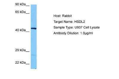 Western Blot: HSDL2 Antibody [NBP2-87606]