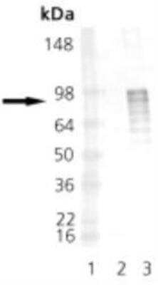 Western Blot: HSF1 [p Ser326] Antibody [NBP1-97452]