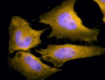 Immunocytochemistry/ Immunofluorescence: HSF1 Antibody (10H4) [NBP2-42205]