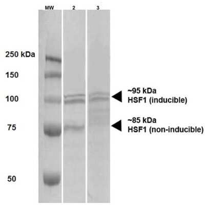 Western Blot: HSF1 Antibody (10H4) [NBP2-42205]