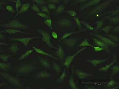 Immunocytochemistry/ Immunofluorescence: HSF1 Antibody (1A11) [H00003297-M09]