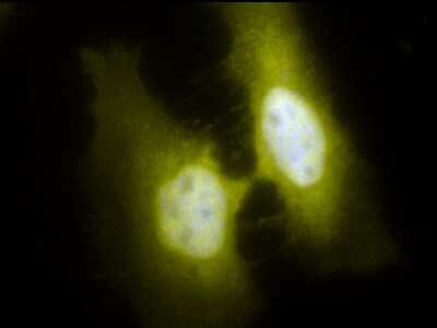 Immunocytochemistry/ Immunofluorescence: HSF1 Antibody (4B4) [NBP2-42206]