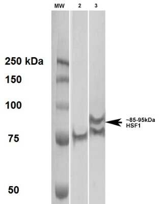 Western Blot: HSF1 Antibody (4B4) [NBP2-42206]