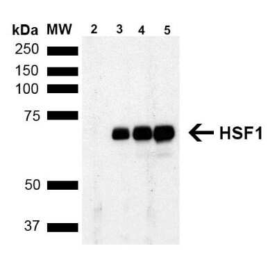 Western Blot: HSF1 Antibody (4B4) [NBP2-42206]