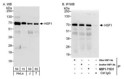 Immunoprecipitation: HSF1 Antibody [NBP1-71931]